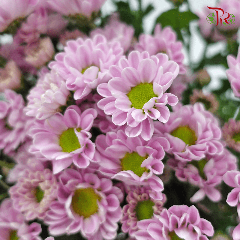 Pom Pom Rossi - Pink (10 Stems)-Pink-Vietnam-prflorist.com.my