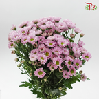 Pom Pom Rossi - Pink (10 Stems)-Pink-Vietnam-prflorist.com.my