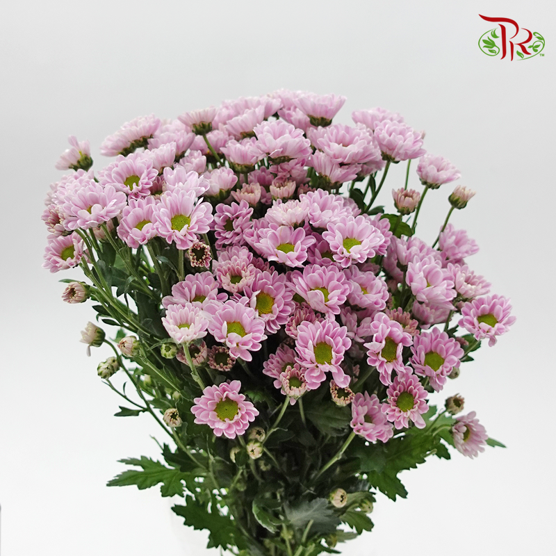 Pom Pom Rossi - Pink (10 Stems)-Pink-Vietnam-prflorist.com.my