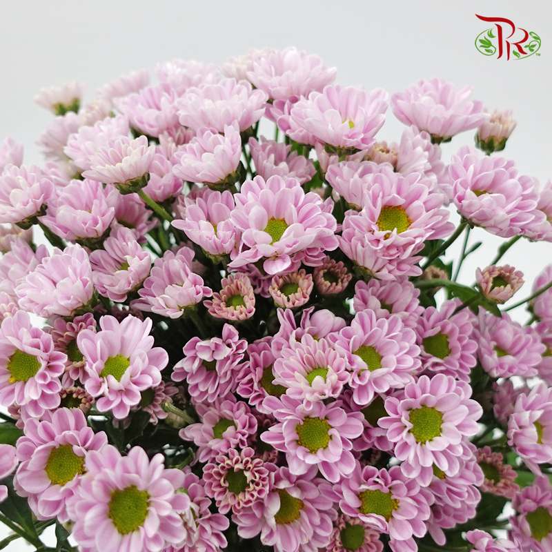 Pom Pom Rossi - Pink (10 Stems)-Pink-Vietnam-prflorist.com.my