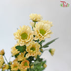 Pom Pom - Rossi Salmon (10 Stems)-Brown-Vietnam-prflorist.com.my