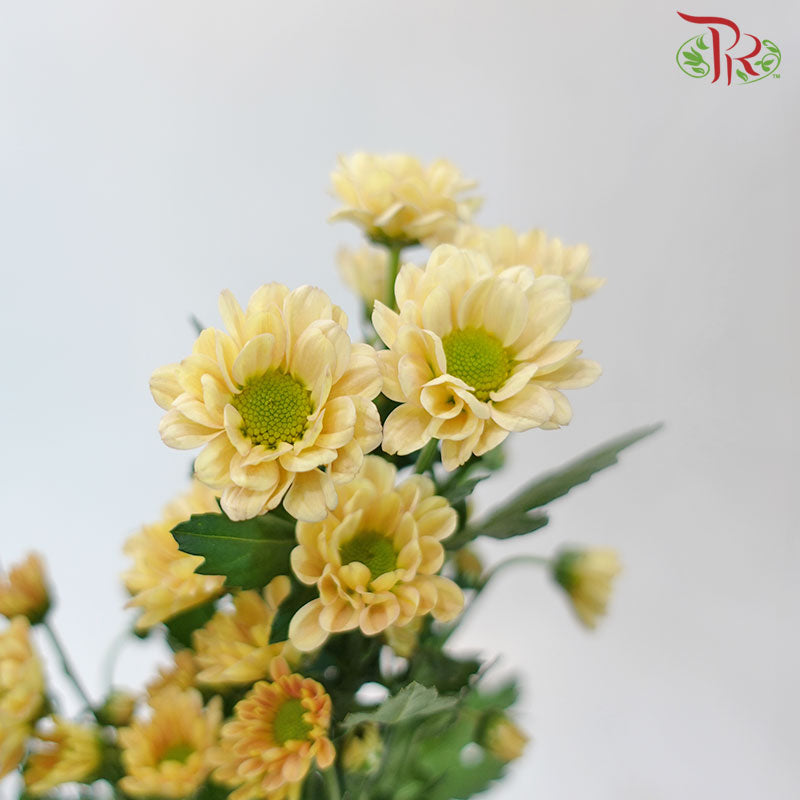 Pom Pom - Rossi Salmon (10 Stems)-Brown-Vietnam-prflorist.com.my