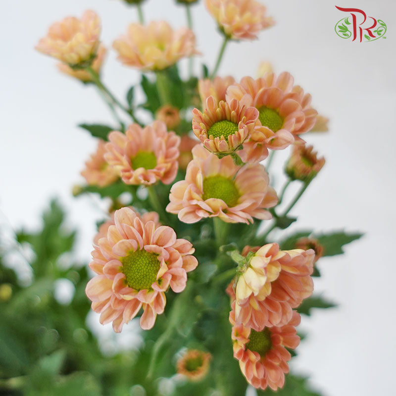 Pom Pom - Rossi Smokey (10 Stems)-Pink-Vietnam-prflorist.com.my