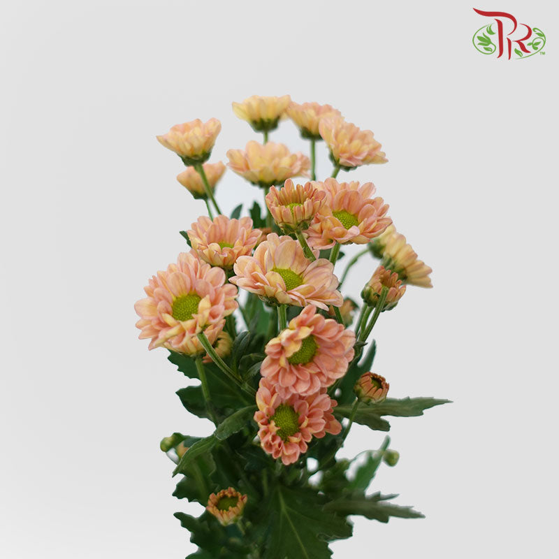 Pom Pom - Rossi Smokey (10 Stems)-Pink-Vietnam-prflorist.com.my