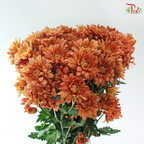 Chrysanthemum Pompom - Vintage Orange Red (12 Stems)