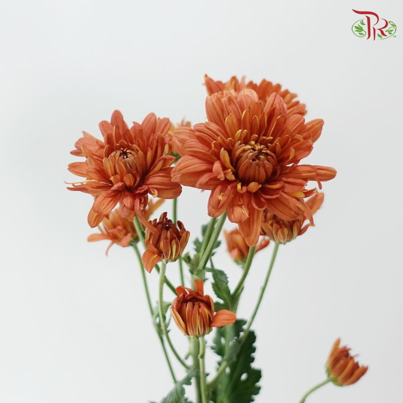 Chrysanthemum Pompom - Vintage Orange Red (12 Stems)