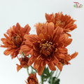 Chrysanthemum Pompom - Vintage Orange Red (12 Stems)