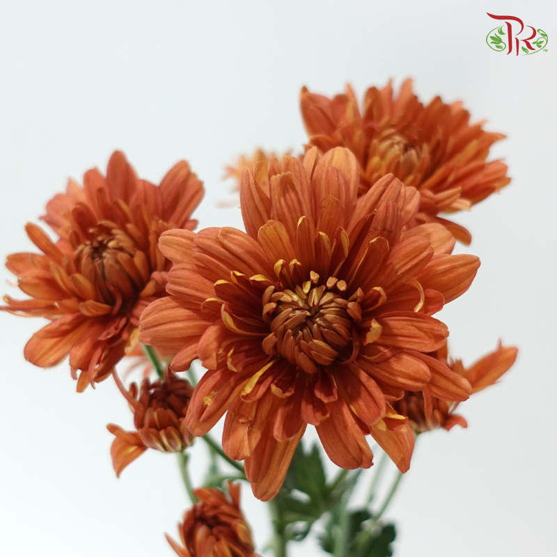 Chrysanthemum Pompom - Vintage Orange Red (12 Stems)
