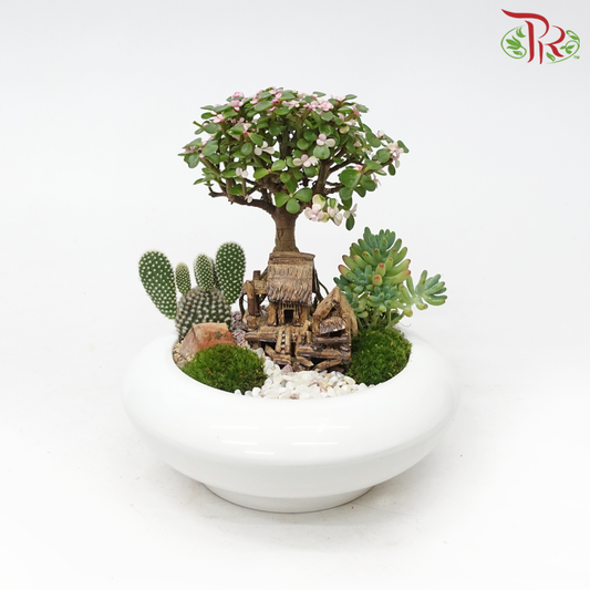 Portulacaria Ginseng Plant Arrangement《金枝玉叶-多肉》