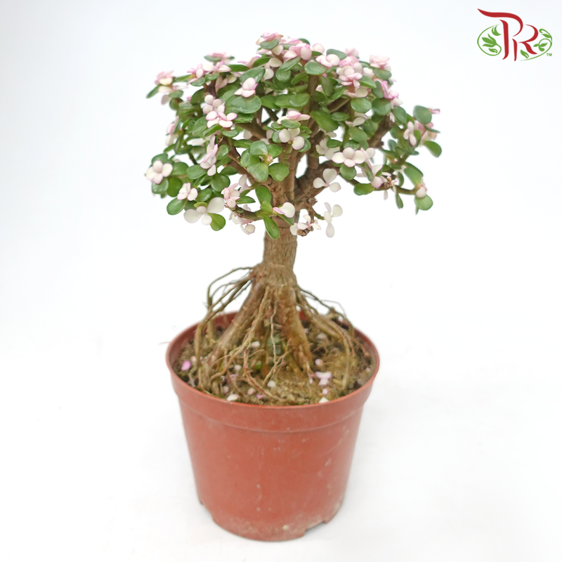 Portulacaria Ginseng《金枝玉叶-多肉》-Pudu Ria Florist-prflorist.com.my