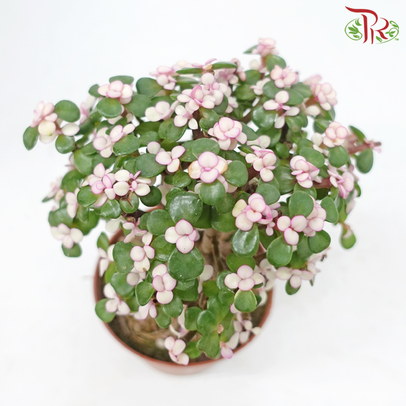 Portulacaria Ginseng《金枝玉叶-多肉》-Pudu Ria Florist-prflorist.com.my