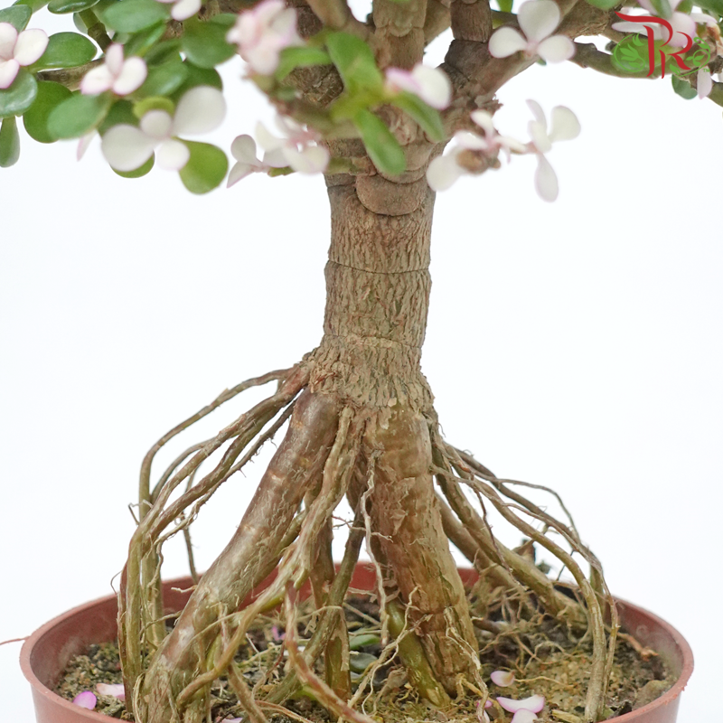 Portulacaria Ginseng《金枝玉叶-多肉》-Pudu Ria Florist-prflorist.com.my