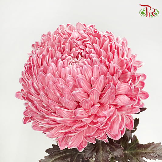 Premium Peony Mum (Chrysanthemum)- Dyed- R7 (5 Stems)-Red-Malaysia-prflorist.com.my