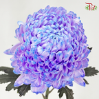Premium Peony Mum Dyed (Chrysanthemum) - PP4 (5 Stems)-Purple-Malaysia-prflorist.com.my
