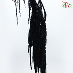 Preservative Amaranthus - Black (Per Bunch)-Black-China-prflorist.com.my