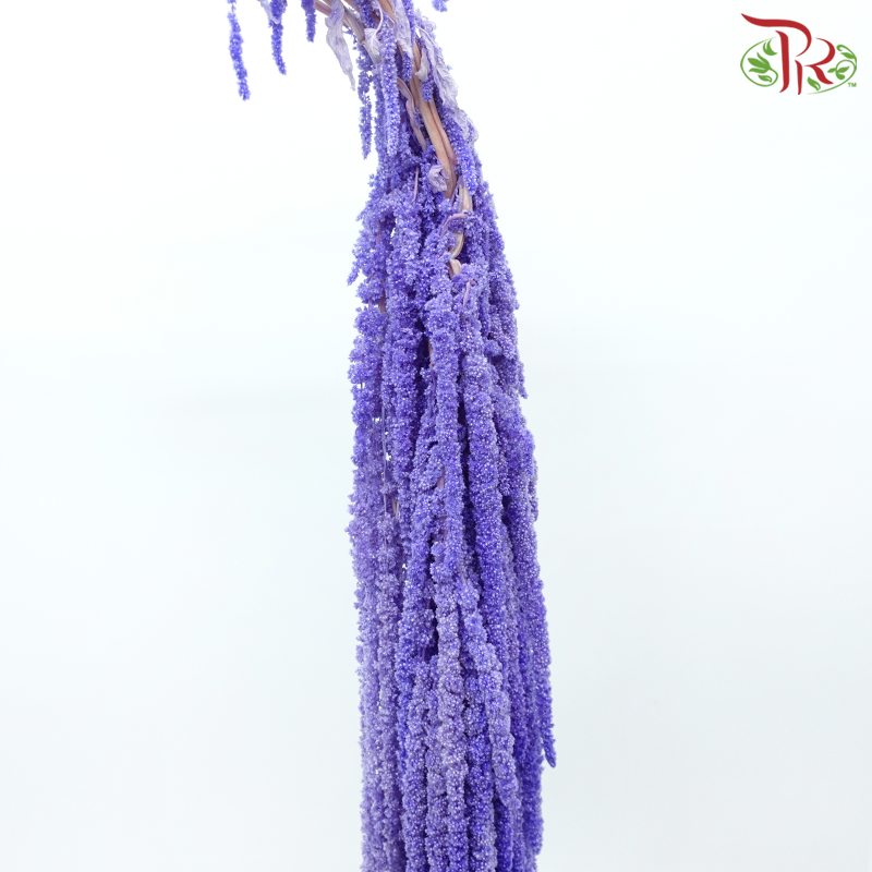 Preservative Amaranthus - Dark Periwinkle Purple (Per Bunch)-Purple-China-prflorist.com.my