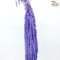 Preservative Amaranthus - Dark Periwinkle Purple (Per Bunch)-Purple-China-prflorist.com.my