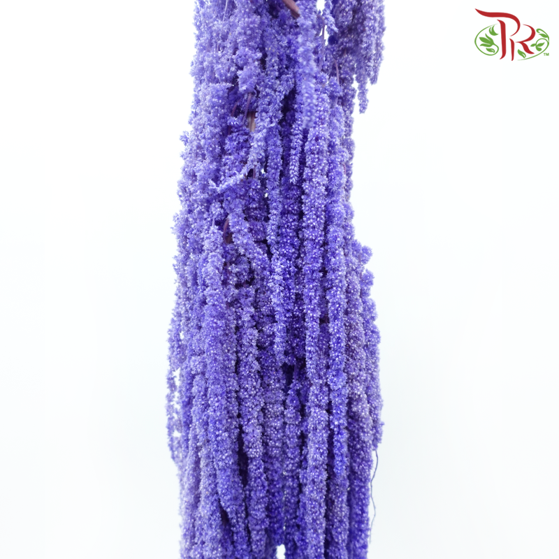 Preservative Amaranthus - Dark Periwinkle Purple (Per Bunch)-Purple-China-prflorist.com.my