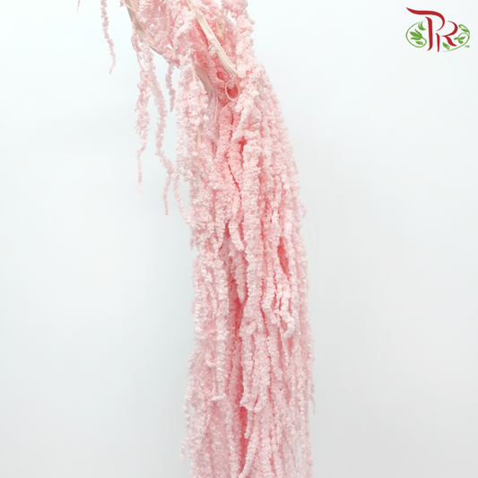 Preservative Amaranthus Hanging - Baby Pink-Baby Pink-China-prflorist.com.my