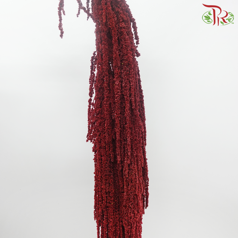 Preservative Amaranthus Hanging - Dark Red-Dark Red-China-prflorist.com.my