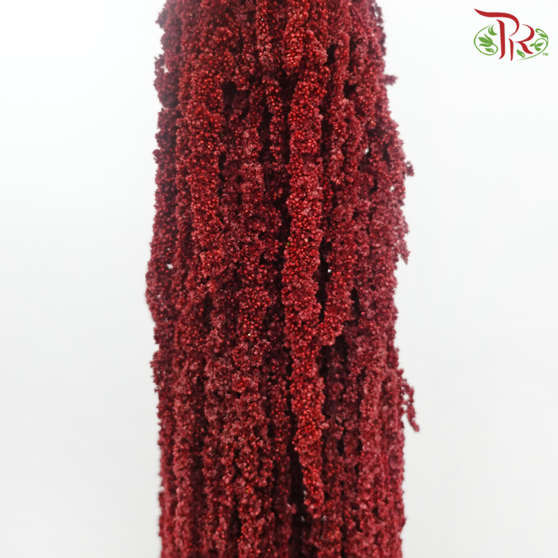 Preservative Amaranthus Hanging - Dark Red-Dark Red-China-prflorist.com.my