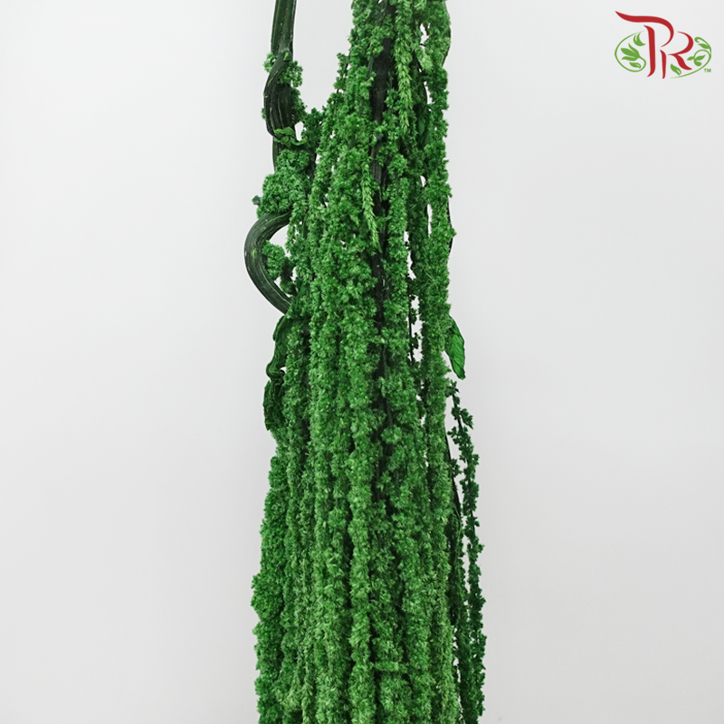 Preservative Amaranthus Hanging - Green-Green-China-prflorist.com.my