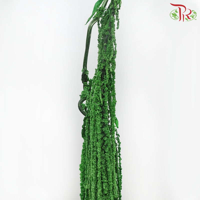Preservative Amaranthus Hanging - Green-Green-China-prflorist.com.my