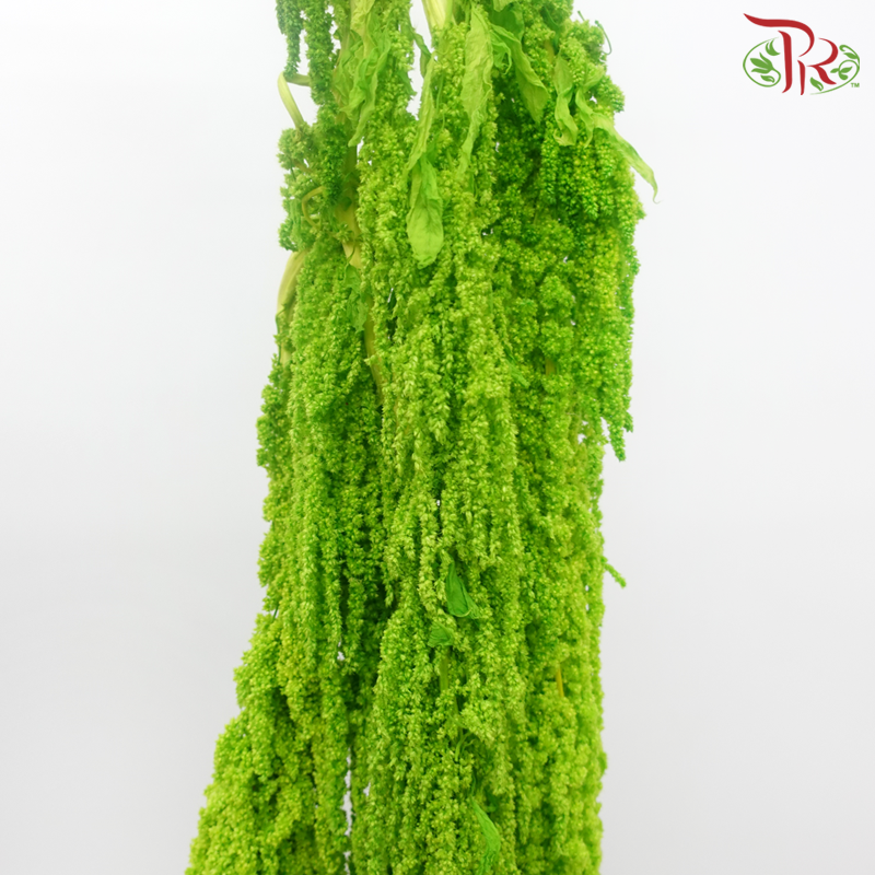 Preservative Amaranthus Hanging - Kelly Green-Green-China-prflorist.com.my