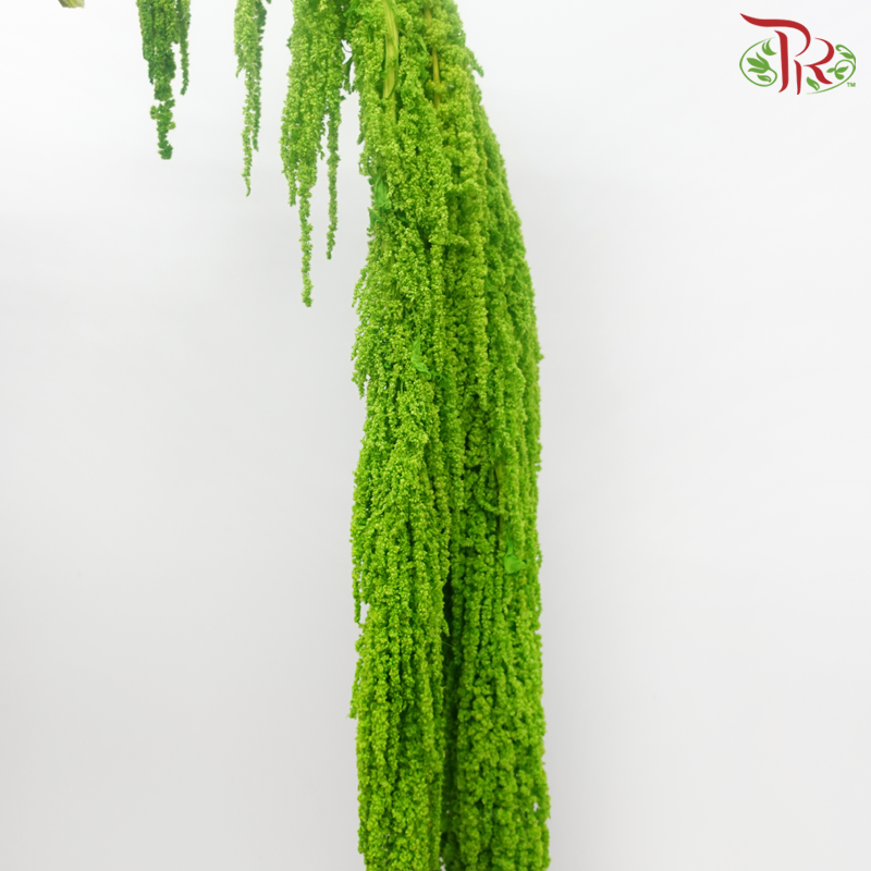 Preservative Amaranthus Hanging - Kelly Green-Green-China-prflorist.com.my