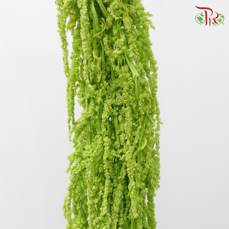 Preservative Amaranthus Hanging - Light Green-Green-China-prflorist.com.my