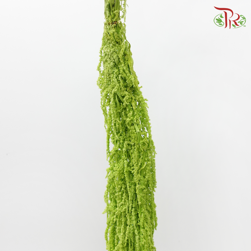 Preservative Amaranthus Hanging - Light Green-Green-China-prflorist.com.my