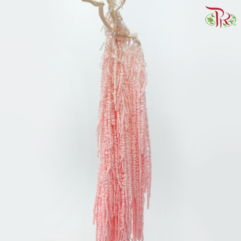 Preservative Amaranthus Hanging - Peachy Pink-Pink-China-prflorist.com.my