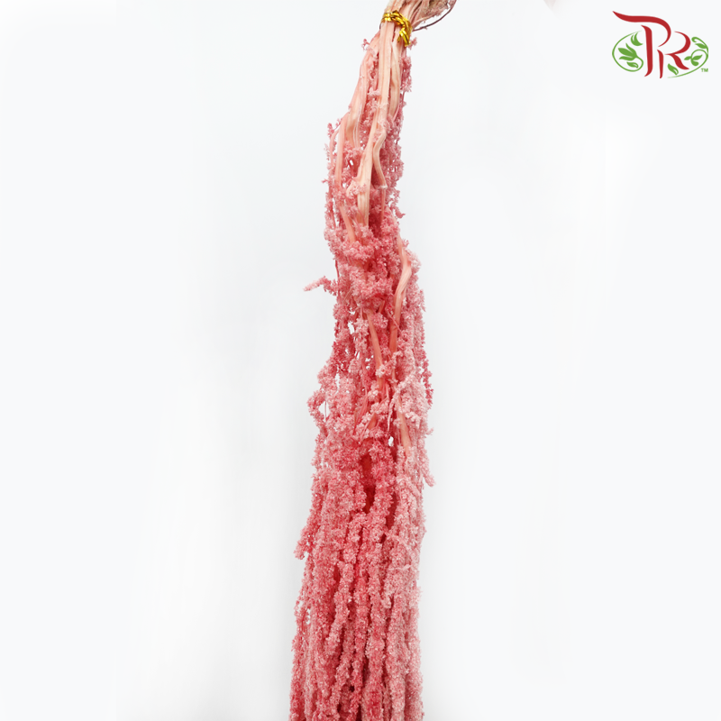 Preservative Amaranthus Hanging - Pink-Pink-China-prflorist.com.my