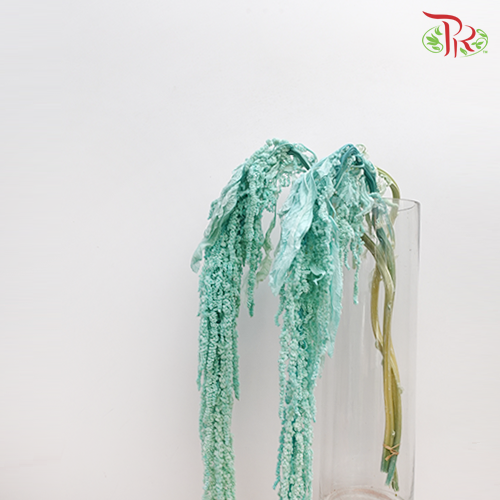 Preservative Amaranthus Hanging - Turquoise-Turquoise-China-prflorist.com.my