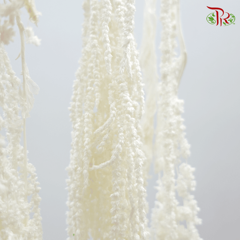 Preservative Amaranthus Natural - White-White-China-prflorist.com.my