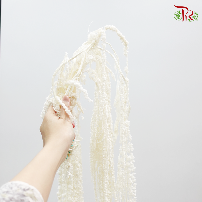 Preservative Amaranthus Natural - White-White-China-prflorist.com.my