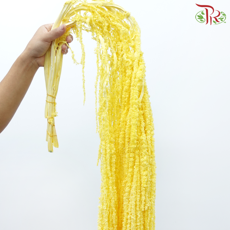 Preservative Amaranthus - Yellow (Per Bunch)-Yellow-China-prflorist.com.my