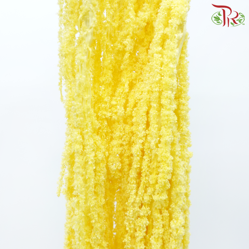 Preservative Amaranthus - Yellow (Per Bunch)-Yellow-China-prflorist.com.my