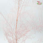 Preserved Asparagus Fern - Light Pink (Per Bunch)-Pink-China-prflorist.com.my