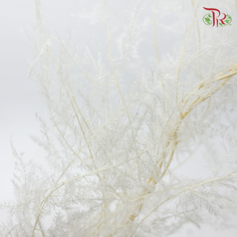 Preserved Asparagus Fern - White (Per Bunch)-White-China-prflorist.com.my