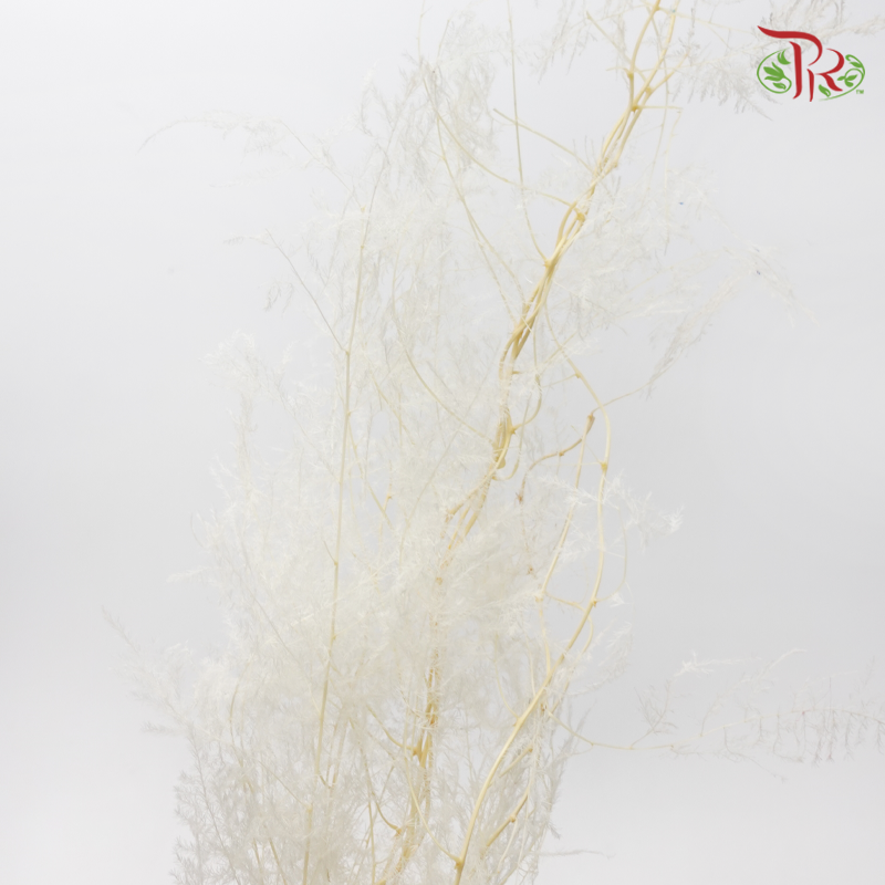 Preserved Asparagus Fern - White (Per Bunch)-White-China-prflorist.com.my