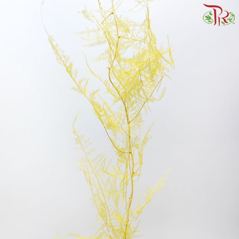 Preserved Asparagus Fern - Yellow (Per Bunch)-Yellow-China-prflorist.com.my