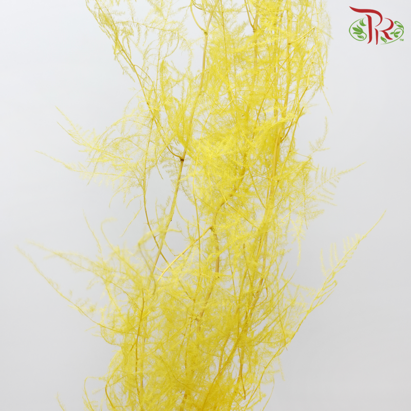 Preserved Asparagus Fern - Yellow (Per Bunch)-Yellow-China-prflorist.com.my