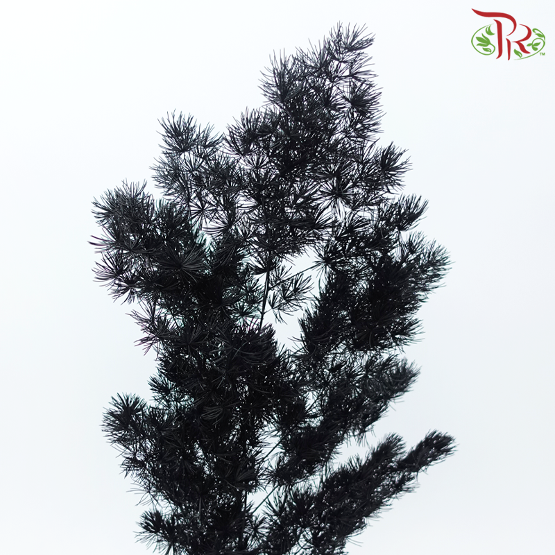 Preserved Asparagus Leaf - Black (Per Bunch)-Black-China-prflorist.com.my