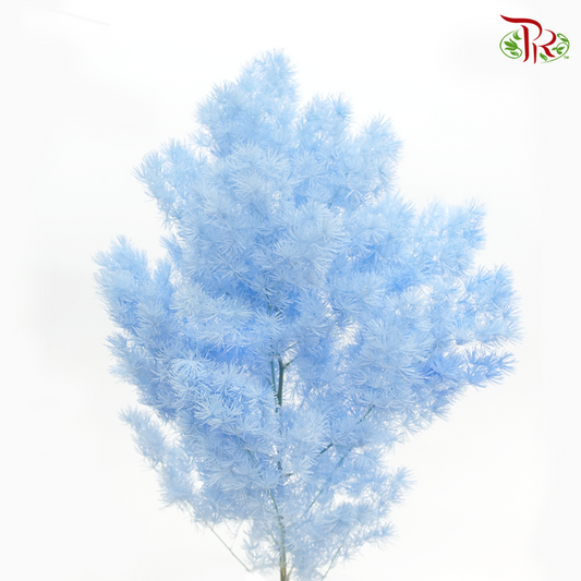Preserved Asparagus Leaf - Blue (Per Bunch)-Blue-China-prflorist.com.my