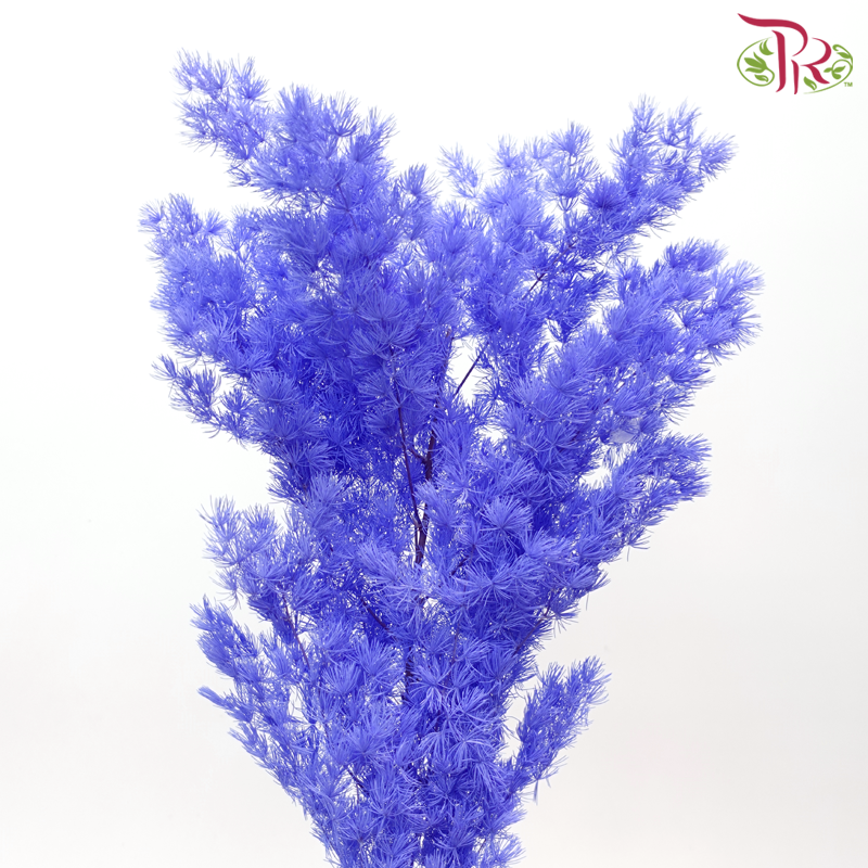 Preserved Asparagus Leaf - Bluish Purple (Per Bunch)-Purple-China-prflorist.com.my