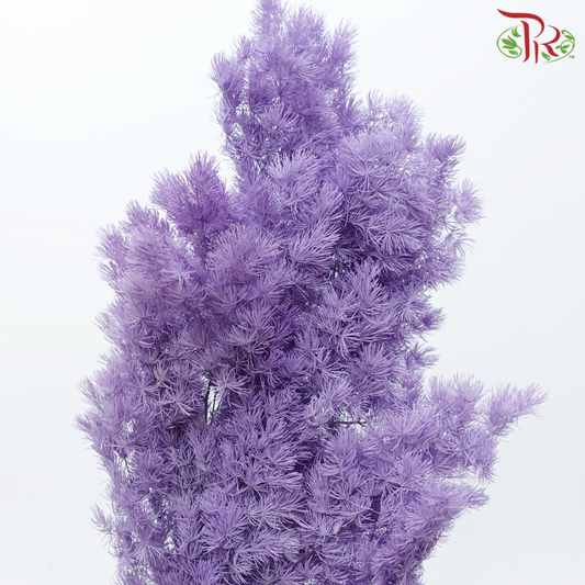 Preserved Asparagus Leaf - Dusty Purple (Per Bunch)-Dusty Purple-China-prflorist.com.my
