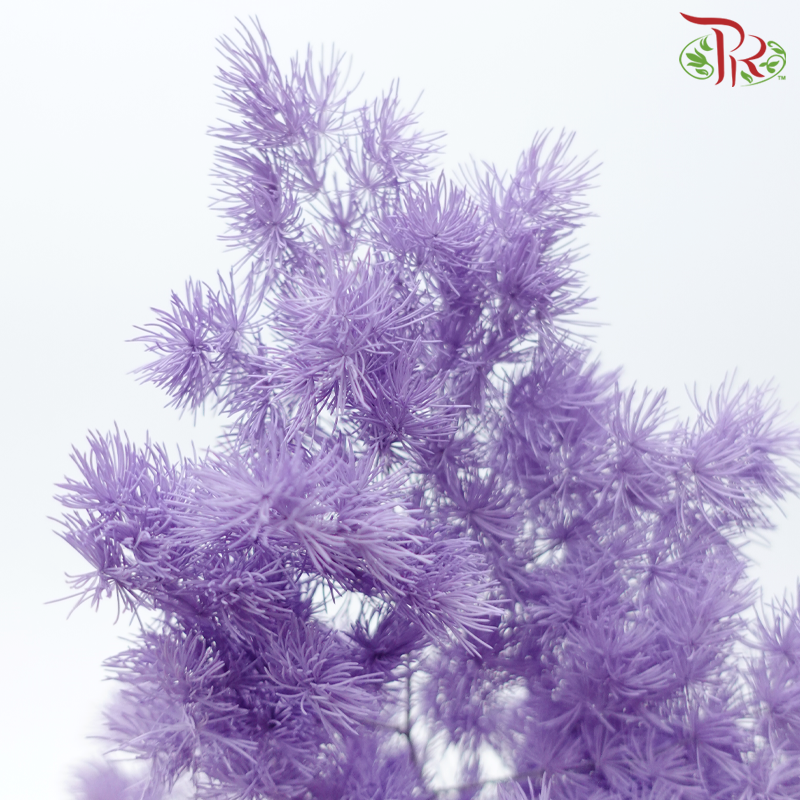Preserved Asparagus Leaf - Dusty Purple (Per Bunch)-Dusty Purple-China-prflorist.com.my