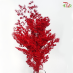 Preserved Asparagus Leaf - Maroon (Per Bunch)-Maroon-China-prflorist.com.my