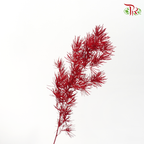Preserved Asparagus Leaf - Maroon (Per Bunch)-Maroon-China-prflorist.com.my